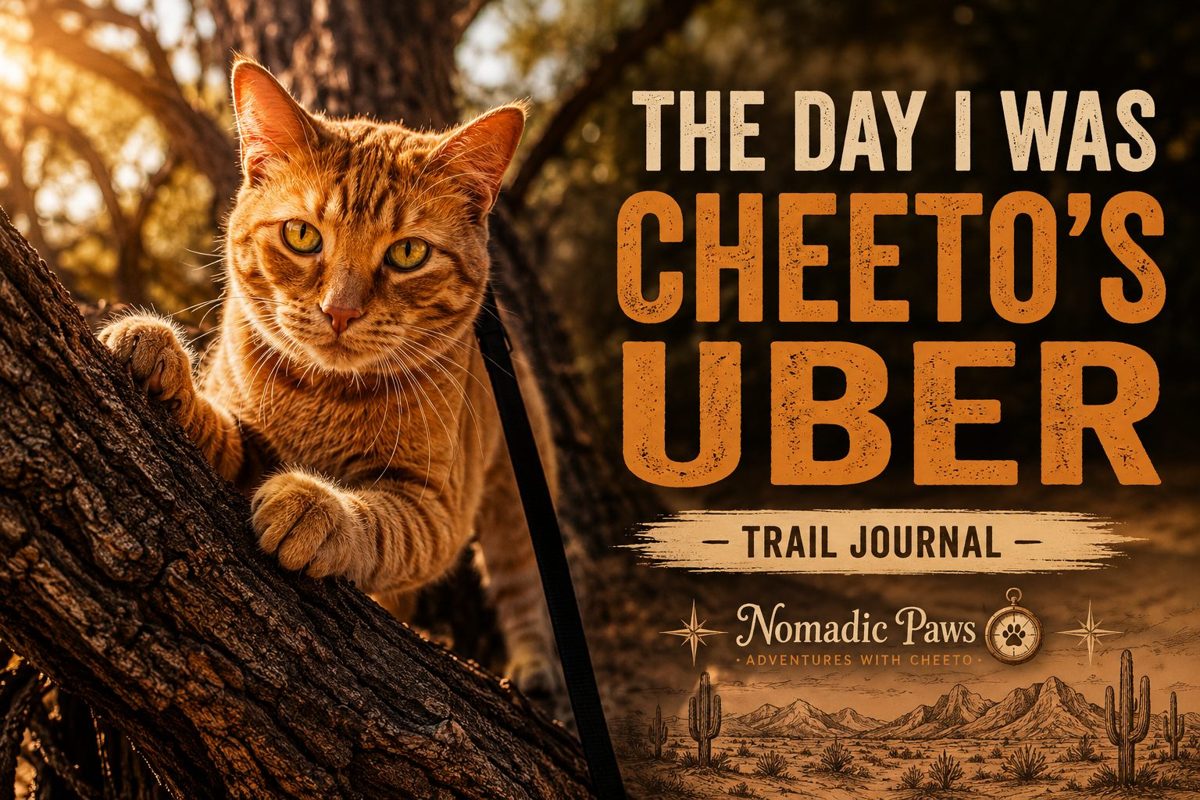 A wrong turn, a rising desert sun, and the moment I knew it was time to carry Cheeto home. A true story about hiking with a cat in Arizona’s desert heat.