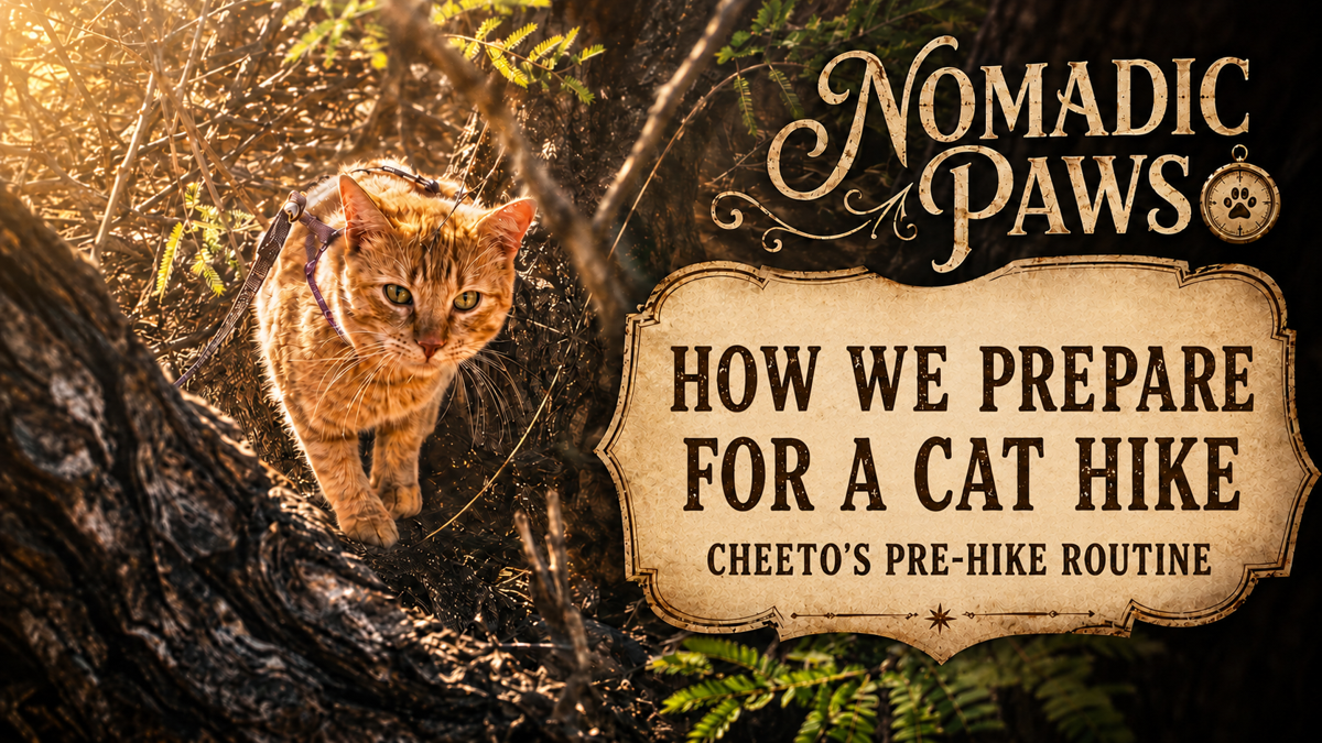 "Cheeto, an orange tabby wearing a purple harness and leash, walks through sunlit mesquite beside the Nomadic Paws logo and the title “ How We Prepare for a Cat Hike: Cheeto’s Pre-Hike Routine”"