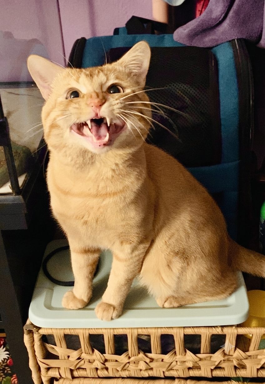 Rescued orange tabby cat that yowls when walks are skipped