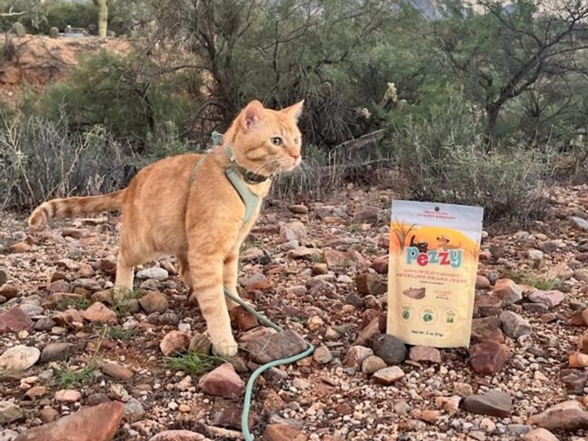 Cheeto beside a Pezzy Nilgai Antelope Heart bag on a desert trail