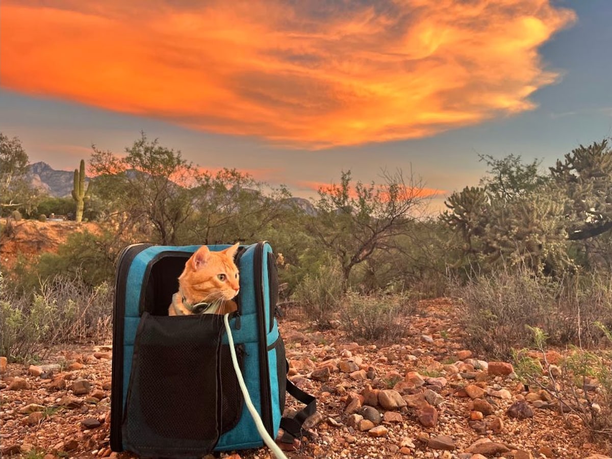 Cheeto peeking out of the Apollo Walker backpack carrier beneath a desert sunset