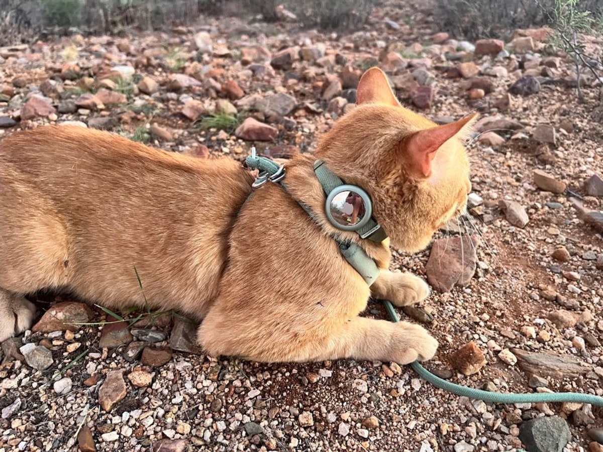 Close view of Cheeto wearing an Apple AirTag on the olive-green BuddyArmor safety collar