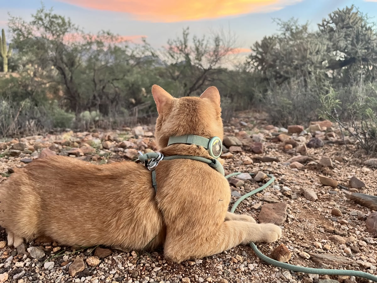 Cheeto resting on a desert trail while wearing the olive-green BuddyArmor safety collar