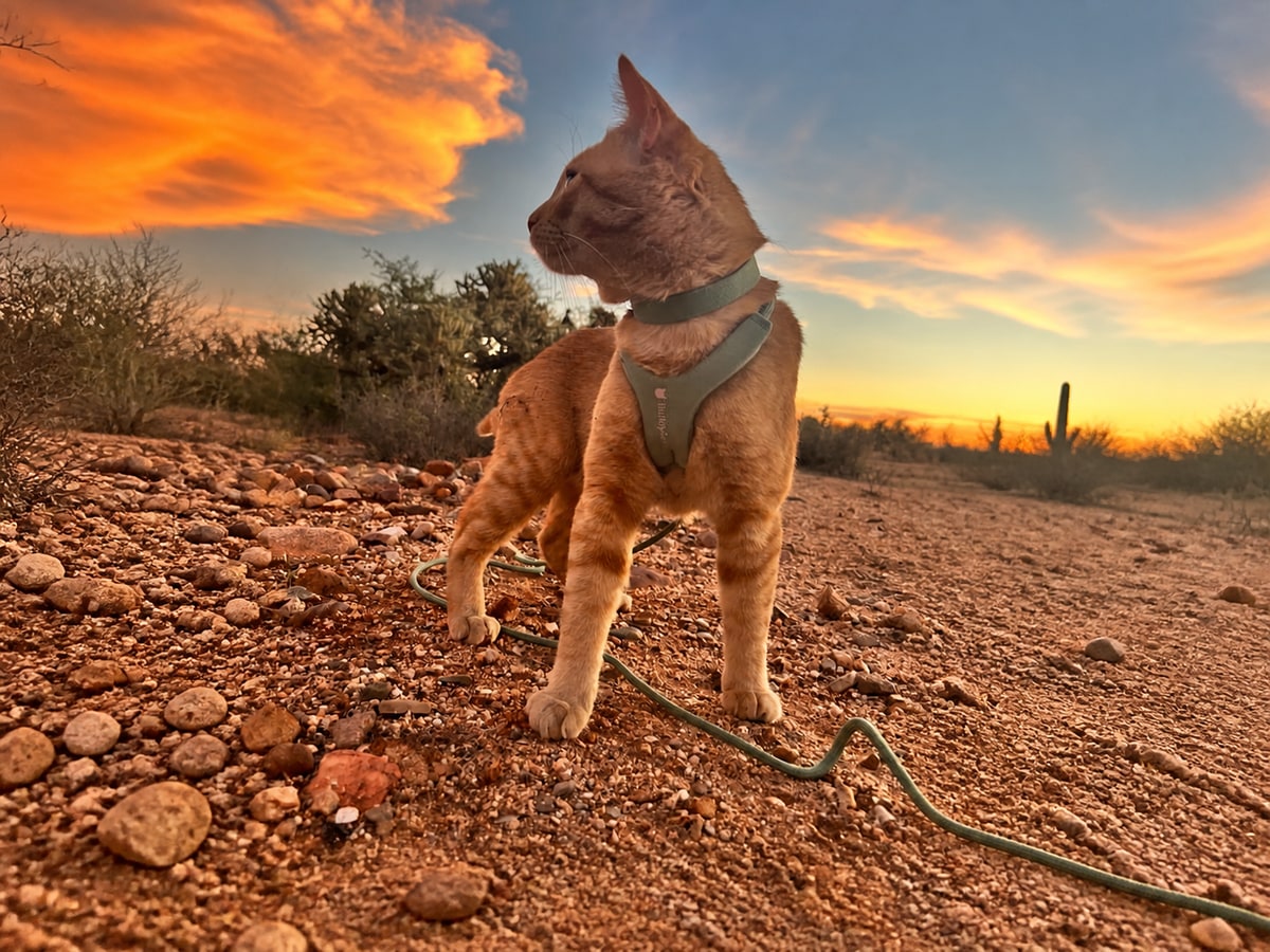Cheeto wearing the olive-green BuddyArmor harness and leash at sunset